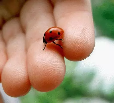 Ongorora: Ladybug mumba 7740_3