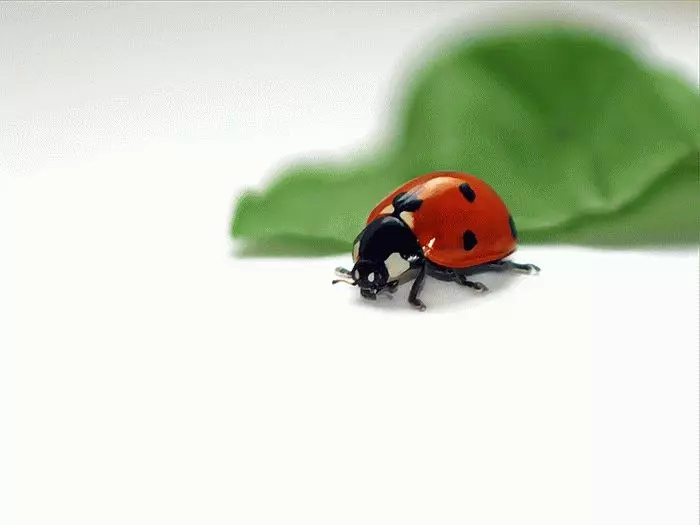 Kumbuka: ladybug ndani ya nyumba 7740_4