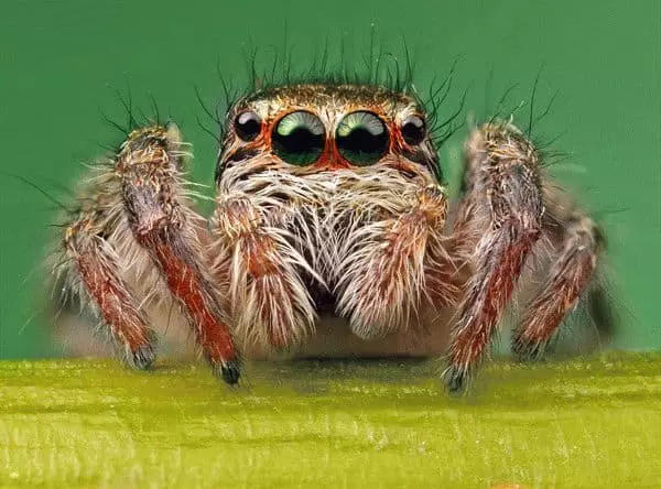 Sketches: Katso hämähäkki 7750_1