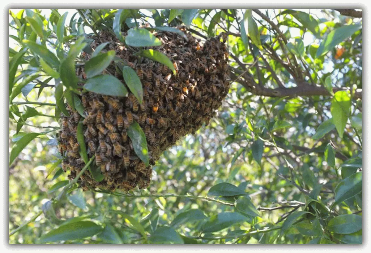 Beehive with wild bees