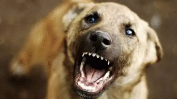 ოცნება ინტერპრეტაცია: ძაღლი კბილებს ხელს 7759_1