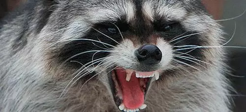 Ano ang pangarap ng raccoon? 7760_2