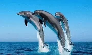 Hva er delfinene i sjøen drøm? 7776_1