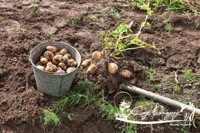 Quels rêves creusent des pommes de terre? 7801_2