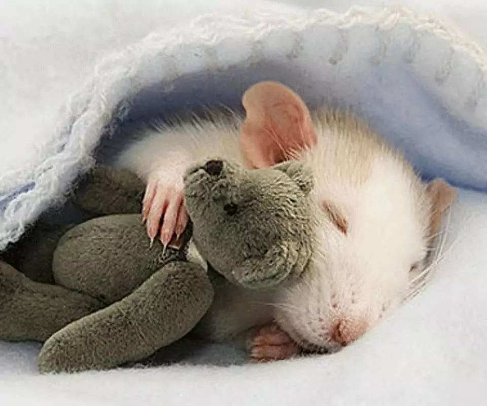 Спокойной мыши. Спи спокойно сладких снов. Сладких безмятежных снов. Животные желают спокойной ночи. Спать пора спокойной ночи сладких снов.