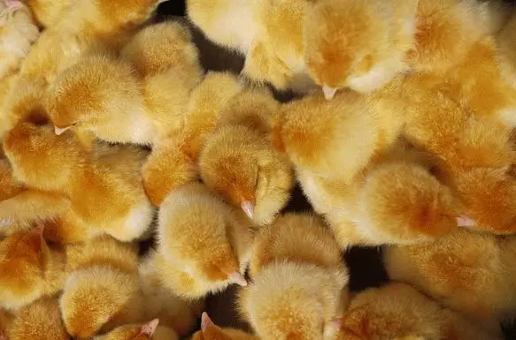 Hvilke drømmer om mange små kyllinger? 7810_1