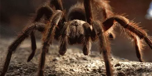 چه رویایی از عنکبوت های بزرگ و کوچک؟