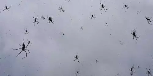 Ce vise de păianjeni mari și mici? 7812_2