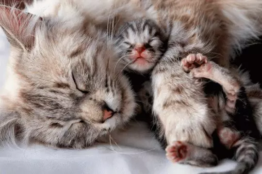 რა ოცნებობს რა კატა შეეძინა kittens? 7836_1