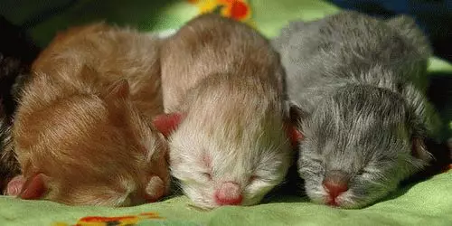რა ოცნებობს რა კატა შეეძინა kittens? 7836_2