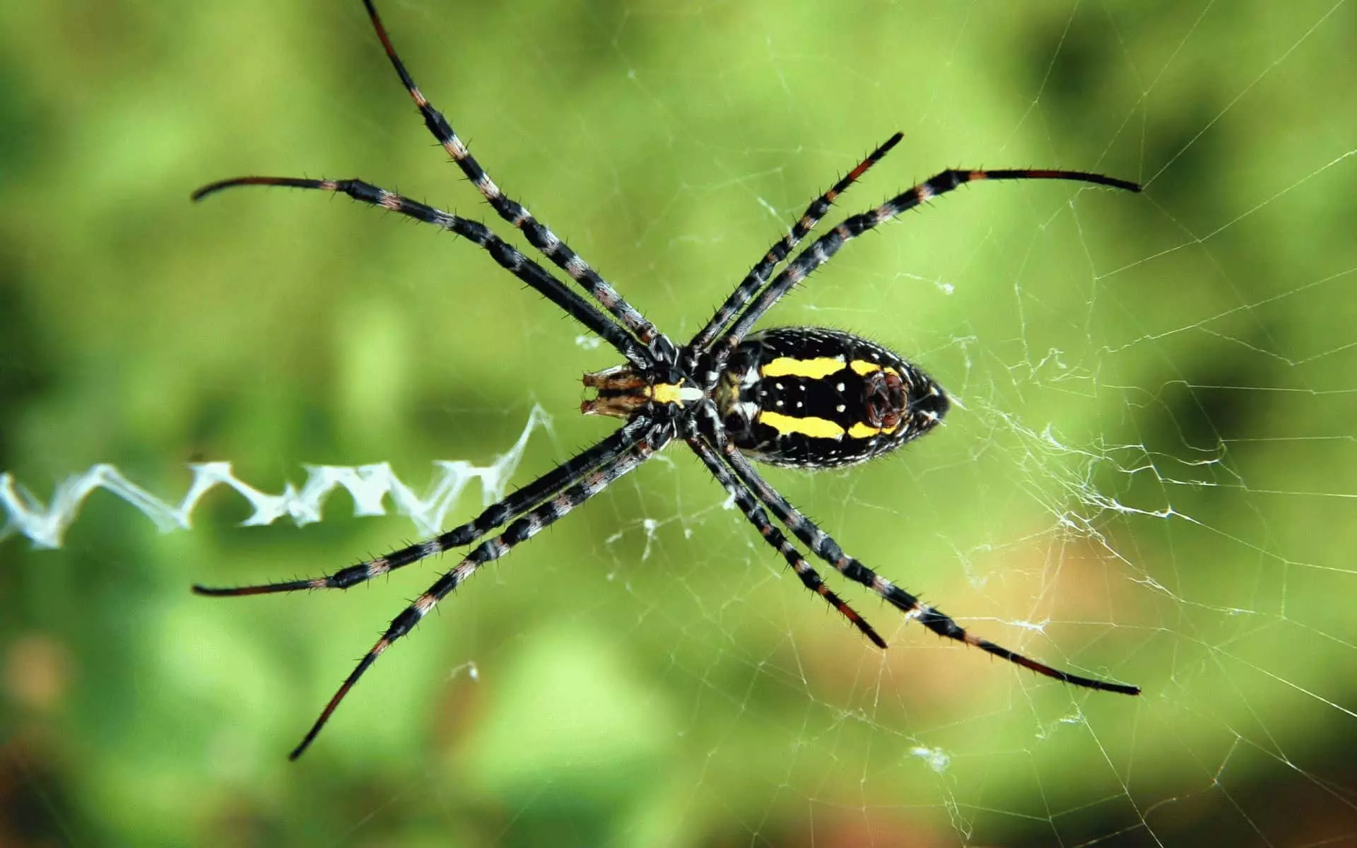 Liels skaists zirneklis