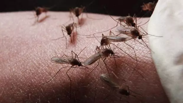 Mulți țânțari
