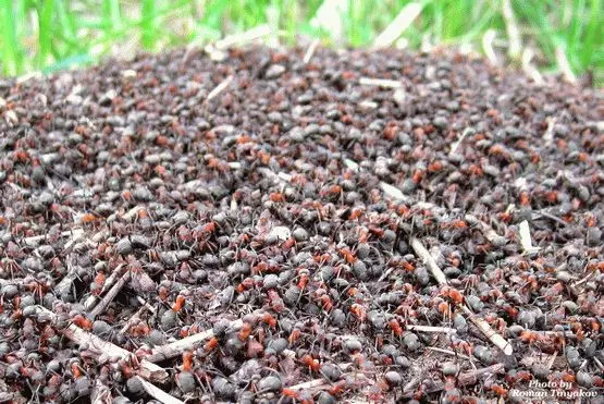 Zašto sanjamo mravi u velikim količinama 7902_2