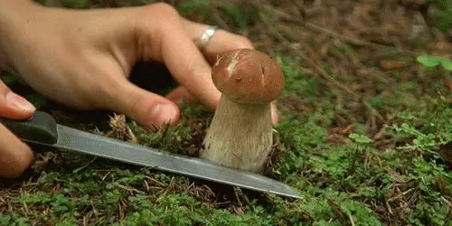 Pourquoi rêver des champignons que vous collectez dans la forêt? 7910_1